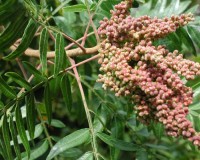 rhus copallina fruit.jpg